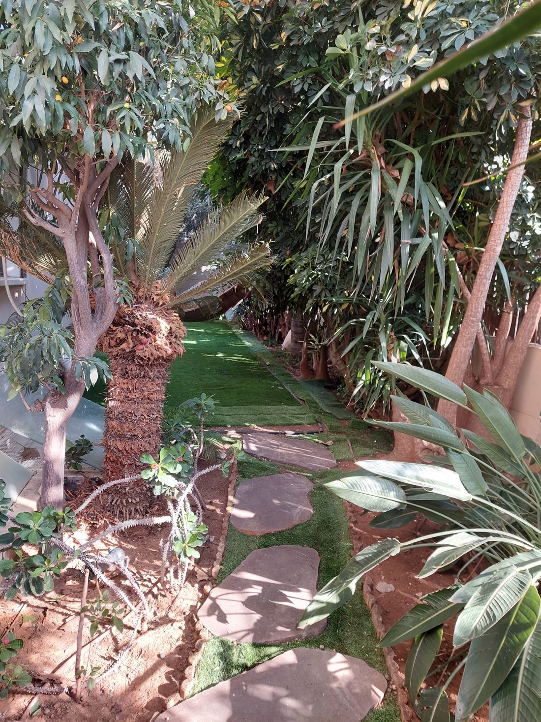 צמחייה ודקלים מטופחים
